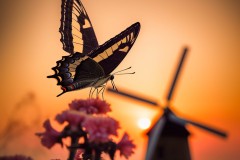 Swallowtail-4