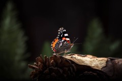 stevehard_A_red_admiral_butterfly_perched_delicately_on_a_pine__cone