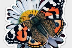 stevehard_red_admiral_butterfly_on_a_daisy_sticker_with_black_o_536a394a-3137-4d79-89fc-f03ce1dee93b