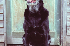 Doggoes-