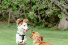 Doggoes-11
