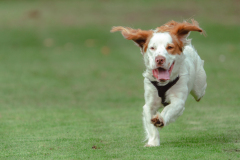 Doggoes-13