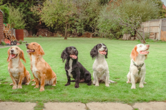 Doggoes-2