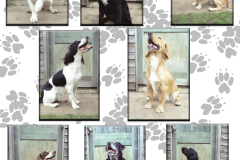 Doggoes-3