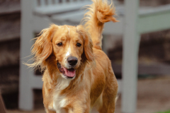Doggoes-4