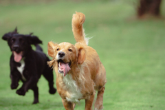 Doggoes-8