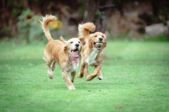 Doggoes-912