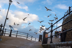 Storm-Arwen-at-Cromerlow-res-6-of-7