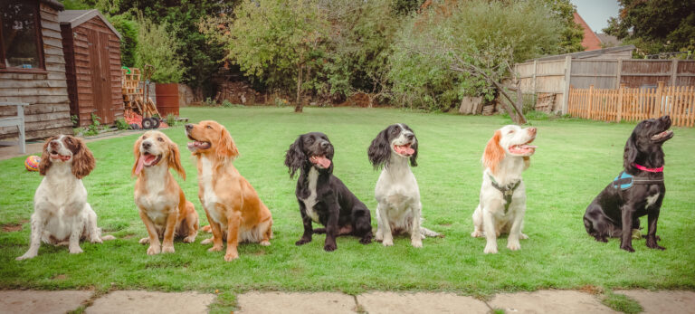 A family of Spaniels posing for the camera