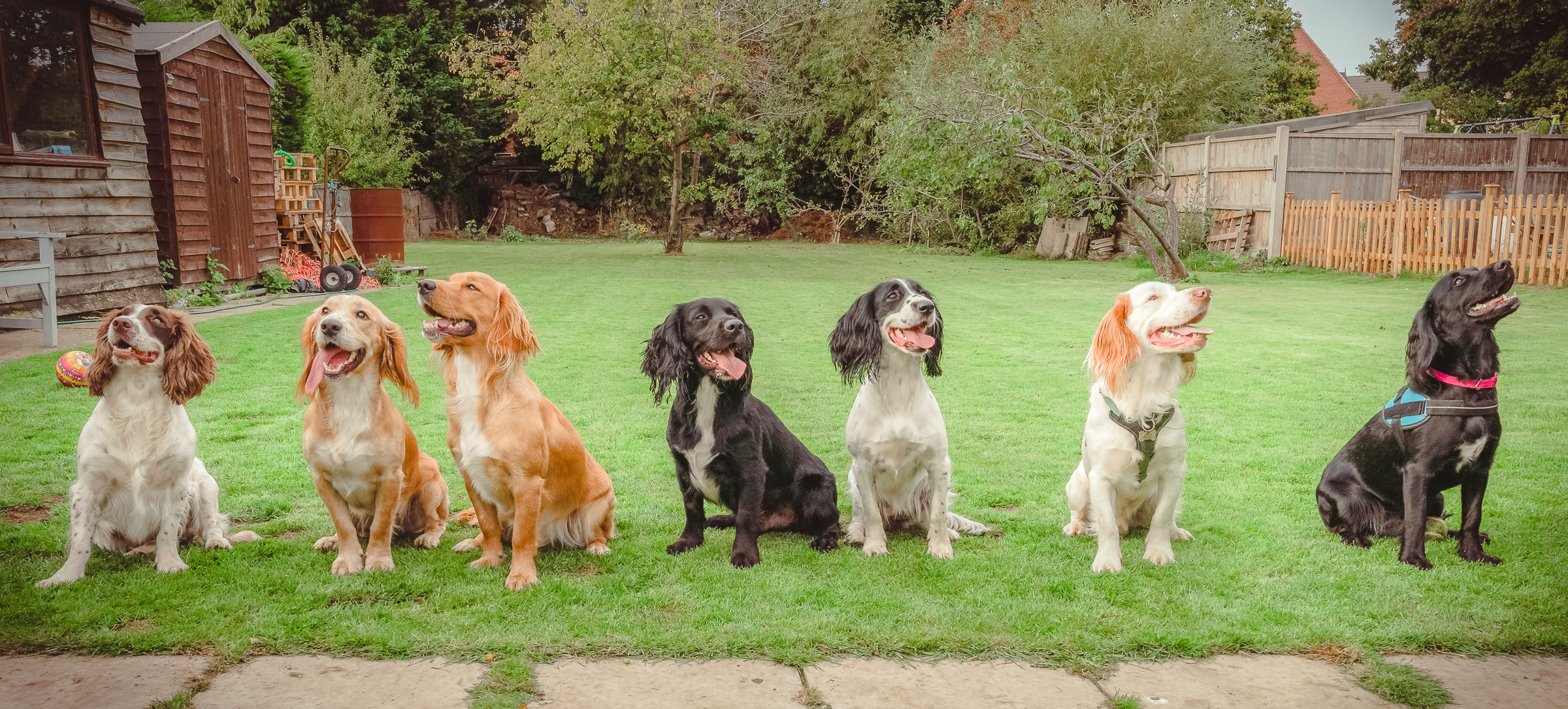A Doggy Family Fiesta Through the Lens: Paws, Shutter, Action